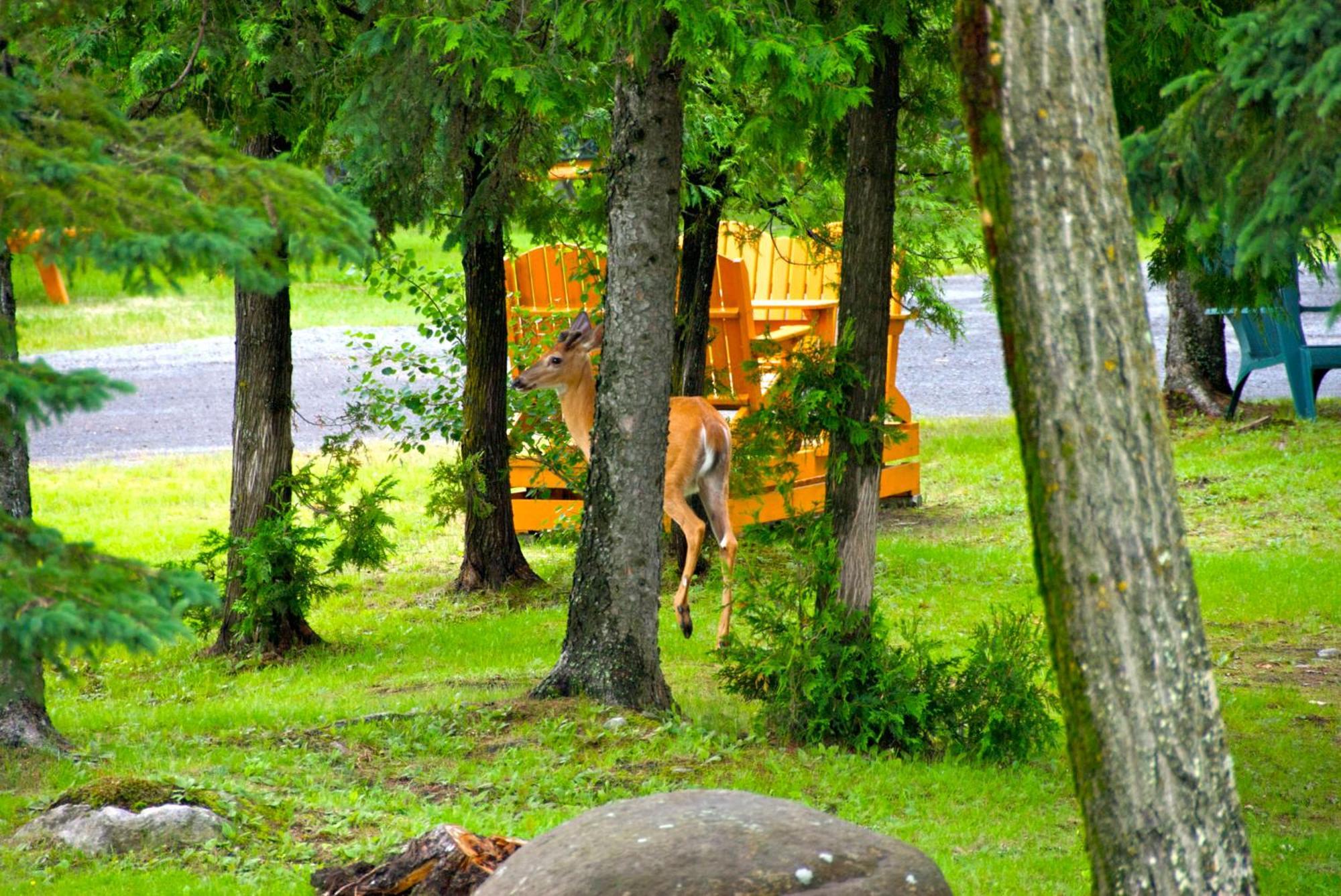 Motel Des Cascades Baie-Saint-Paul Kültér fotó